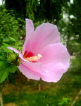 木槿花