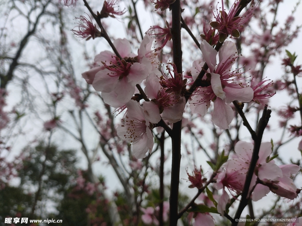 桃花