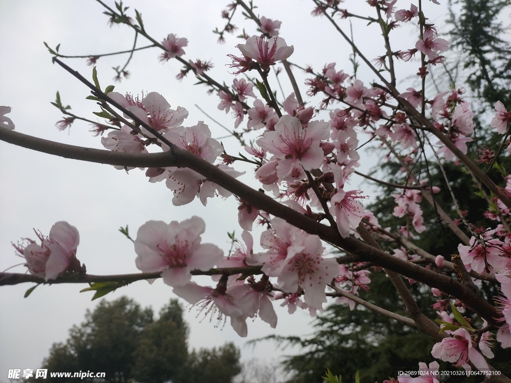 桃花