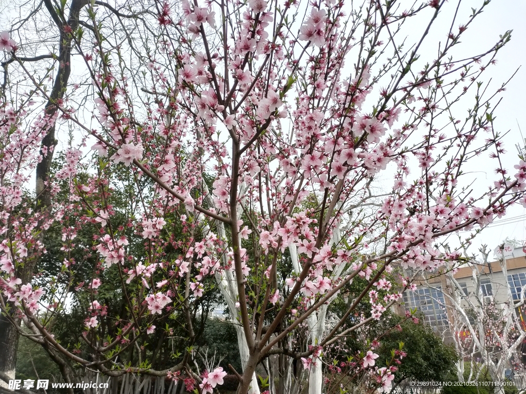 桃花