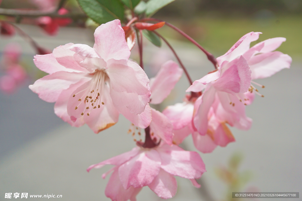 盛花期的粉色樱花