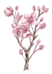 手绘桃花