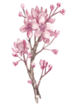 手绘桃花