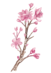 手绘樱花