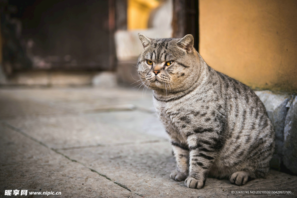 黑斑纹猫