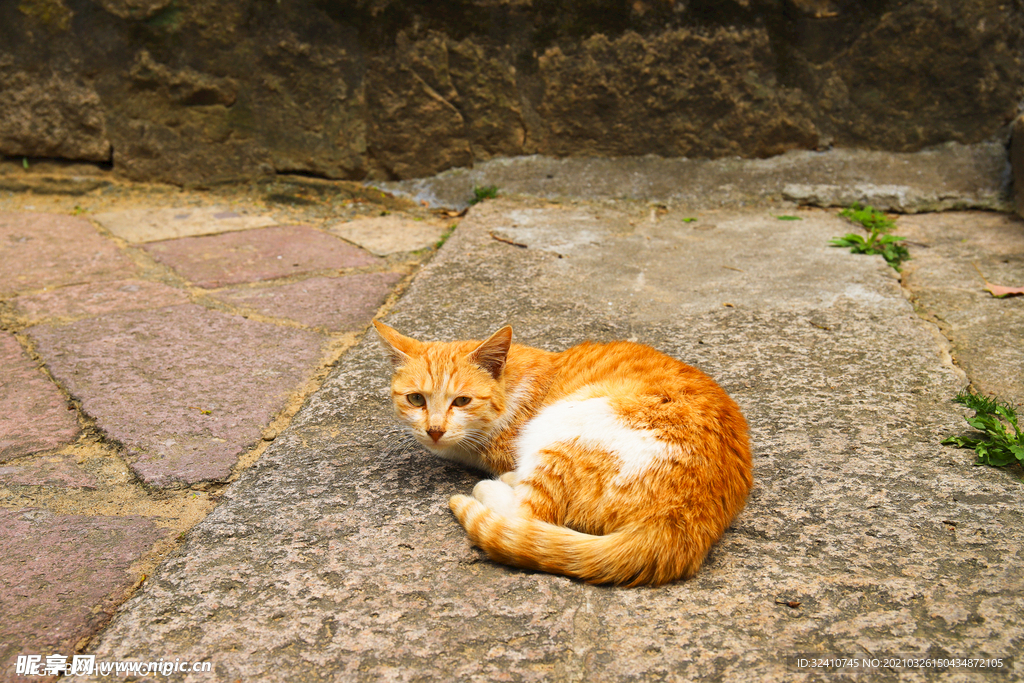 橘猫