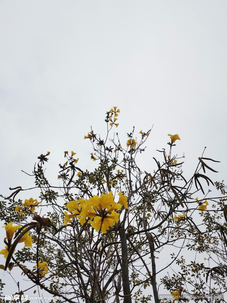 风铃花