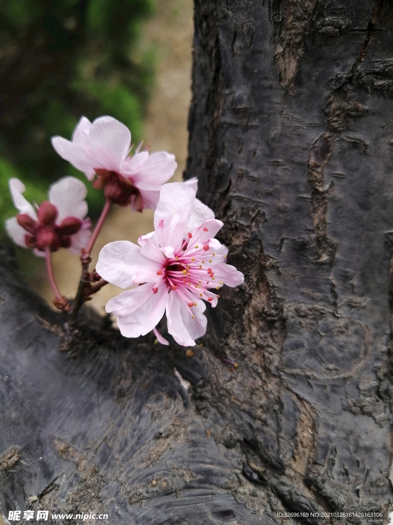 梅花