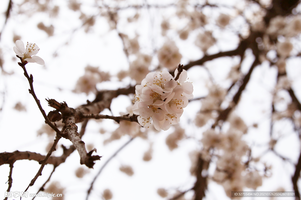 樱花