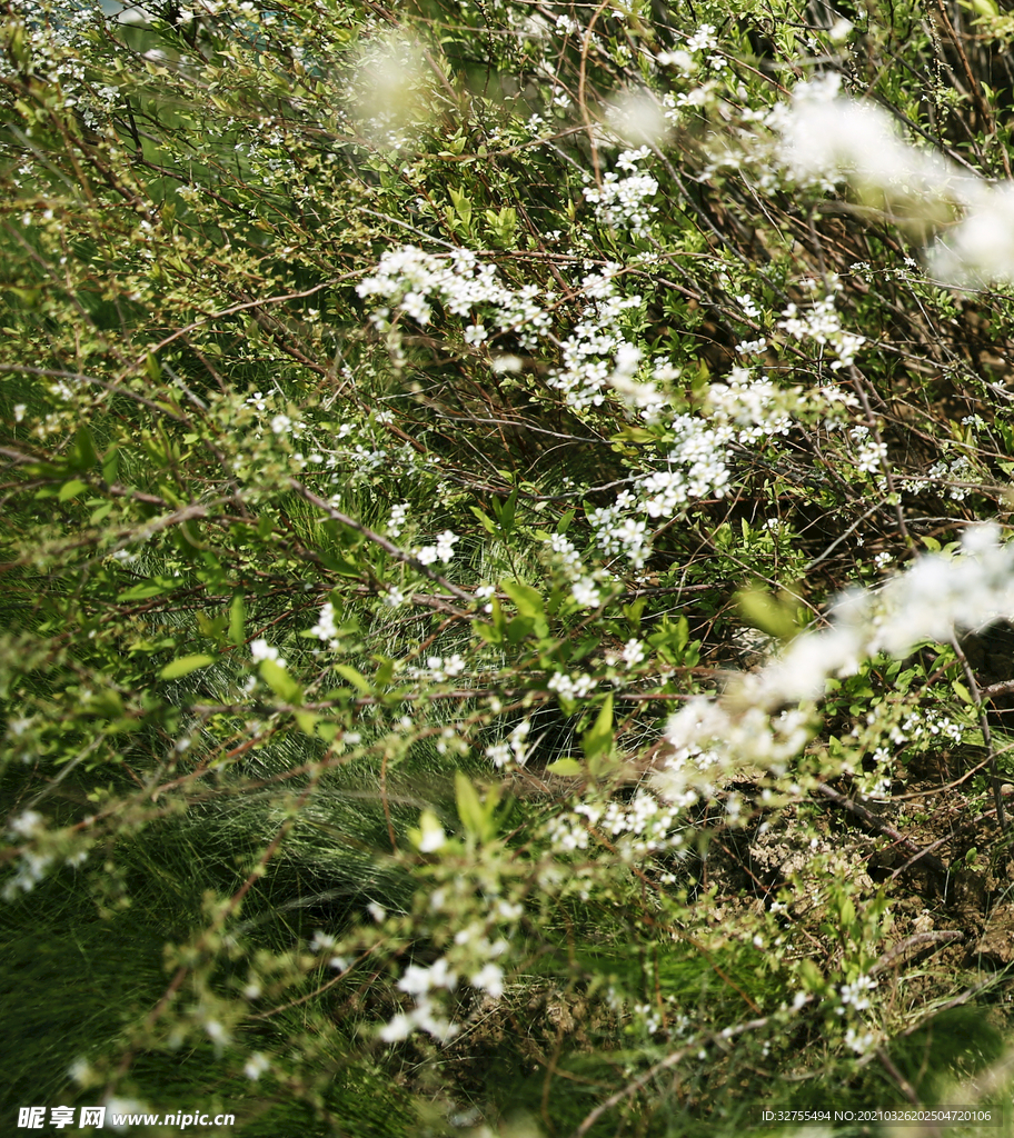 小白花