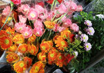 幸福花