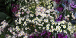 雏菊