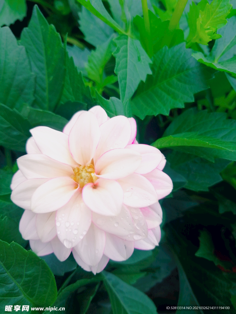 花卉