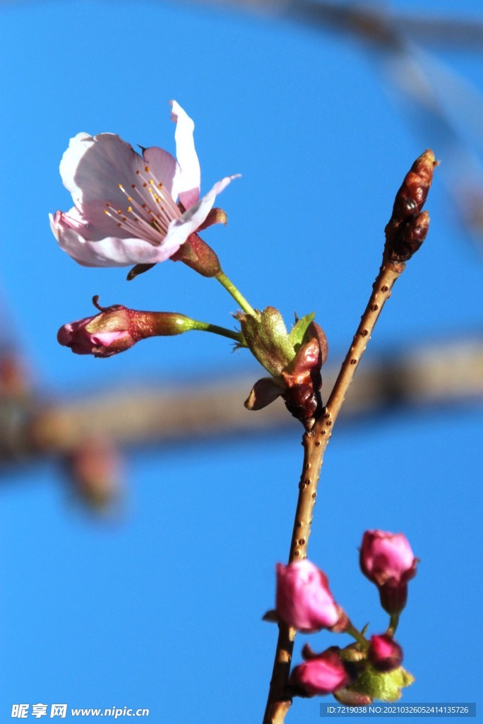 樱花