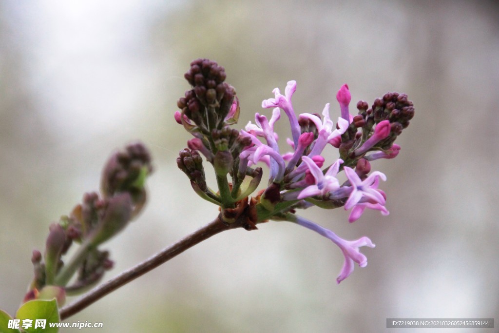 丁香花