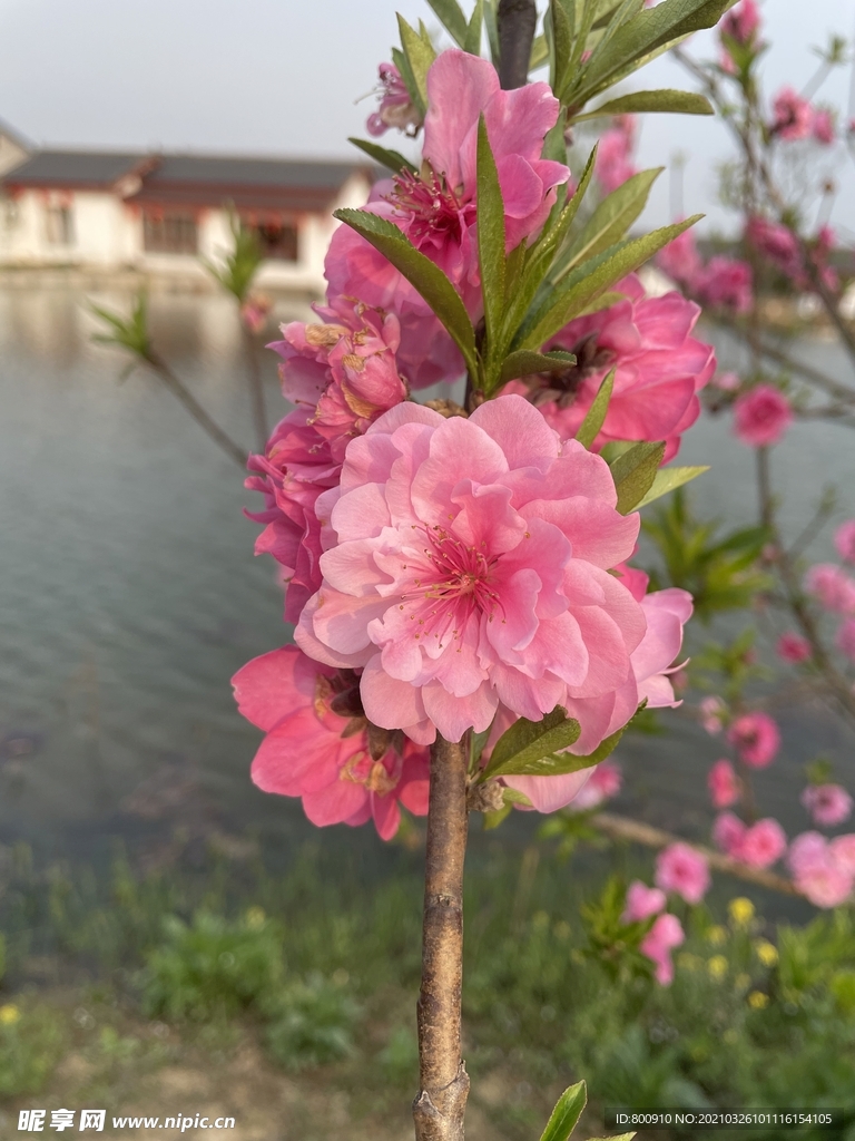 桃花