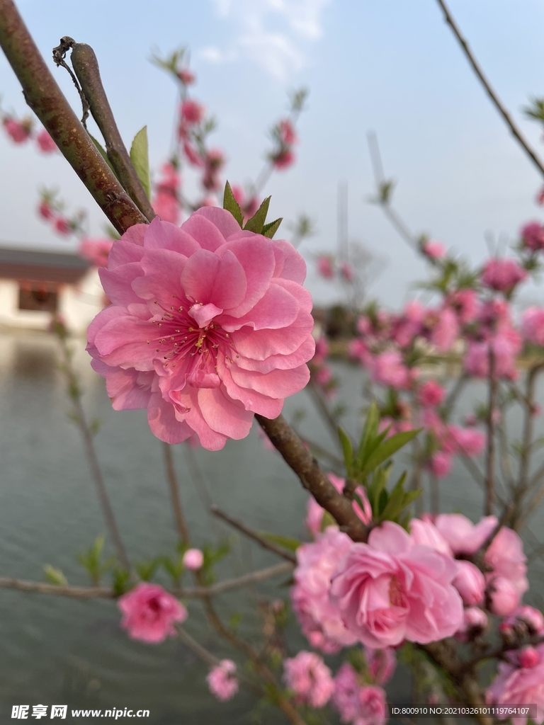 桃花