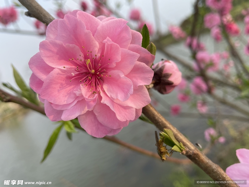桃花特写