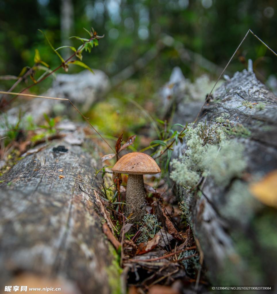森林里面的蘑菇