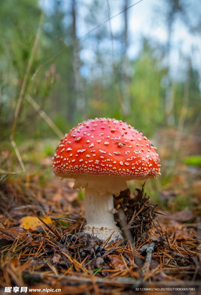 森林里面的蘑菇