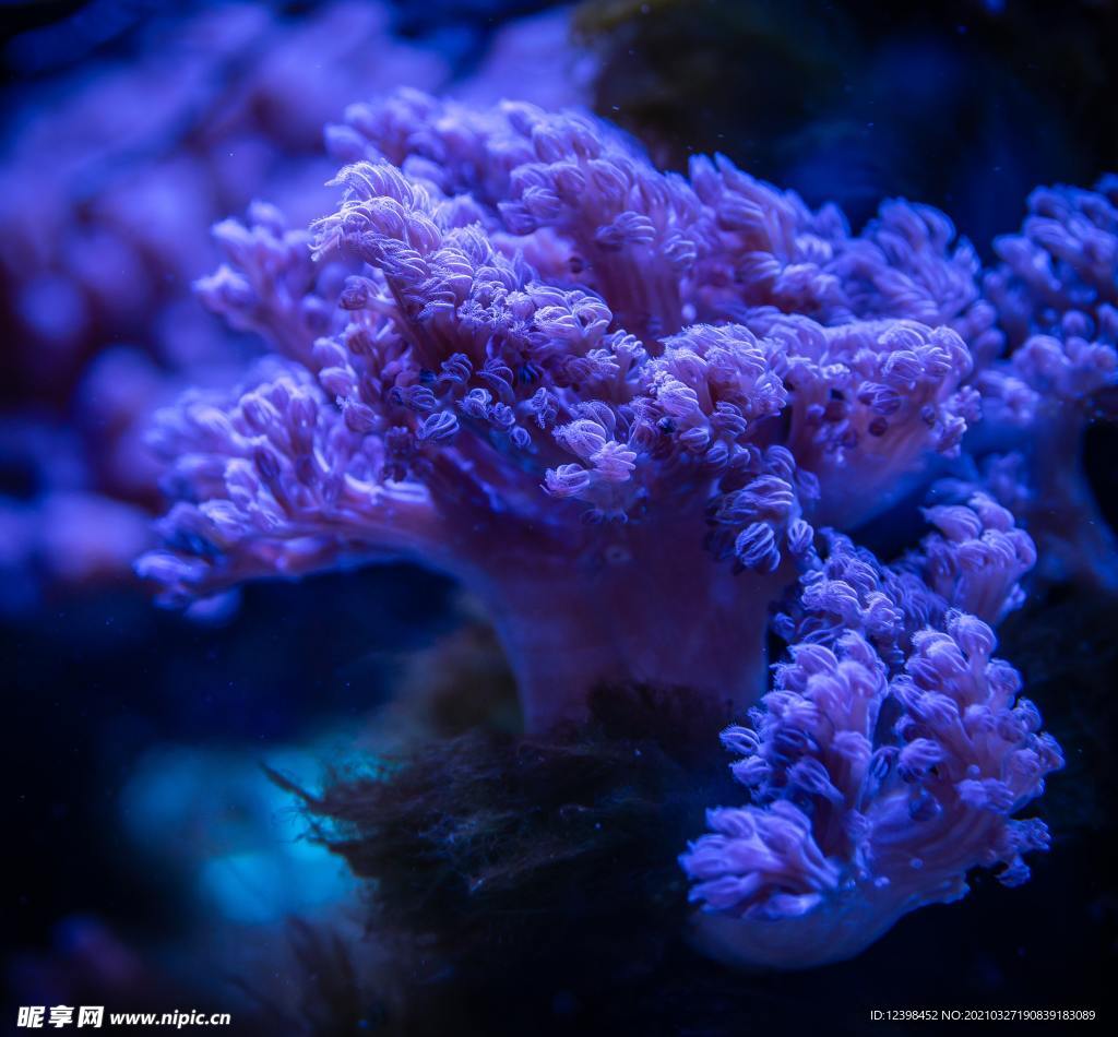 珊瑚礁48523_海底/鱼_动物类_图库壁纸_68Design