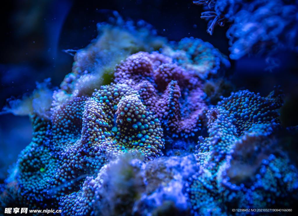 海底漂亮的珊瑚