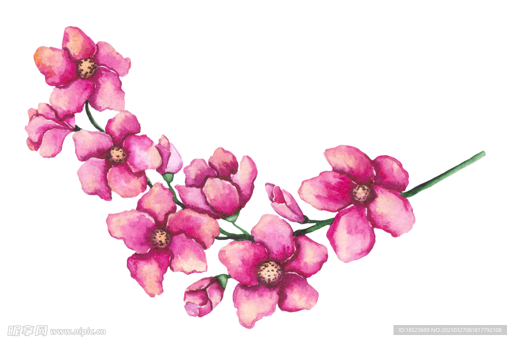 花卉