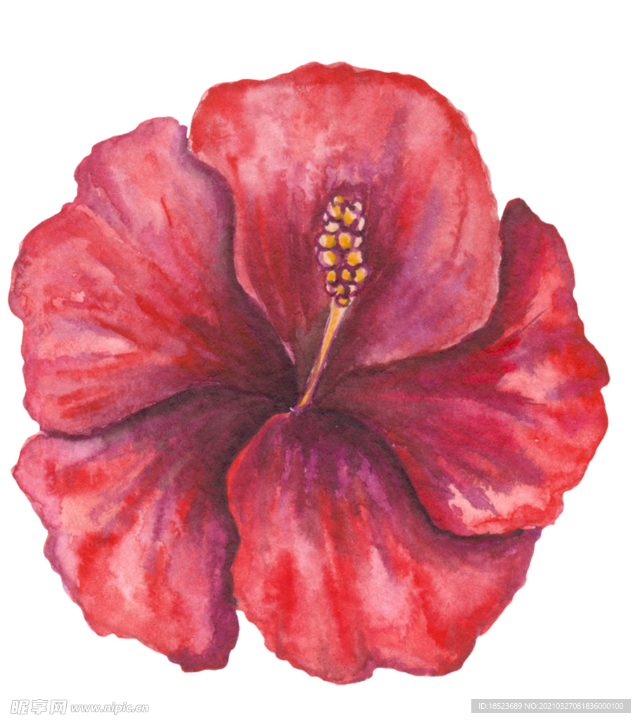 花卉