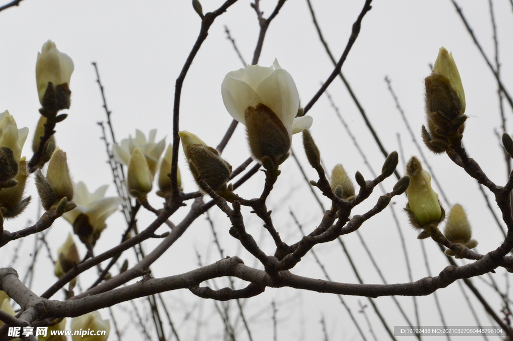 玉兰花