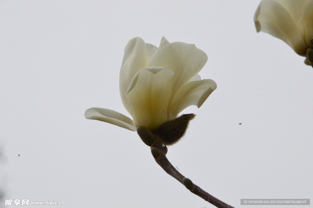 玉兰花