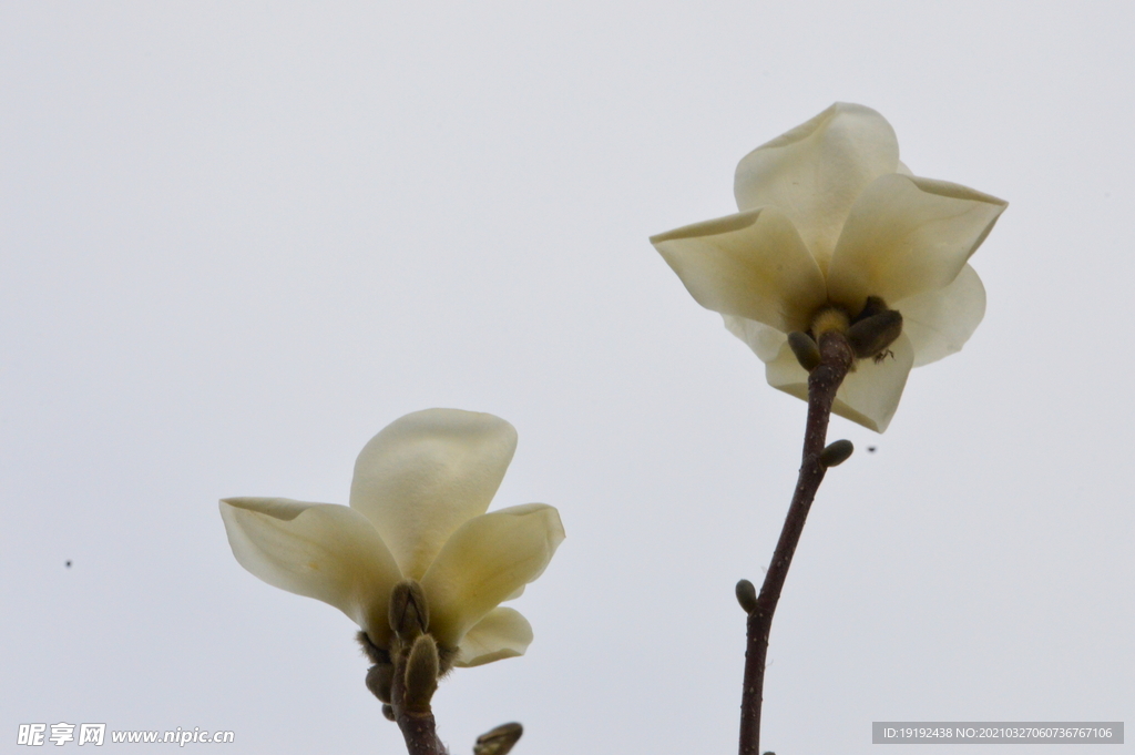 玉兰花
