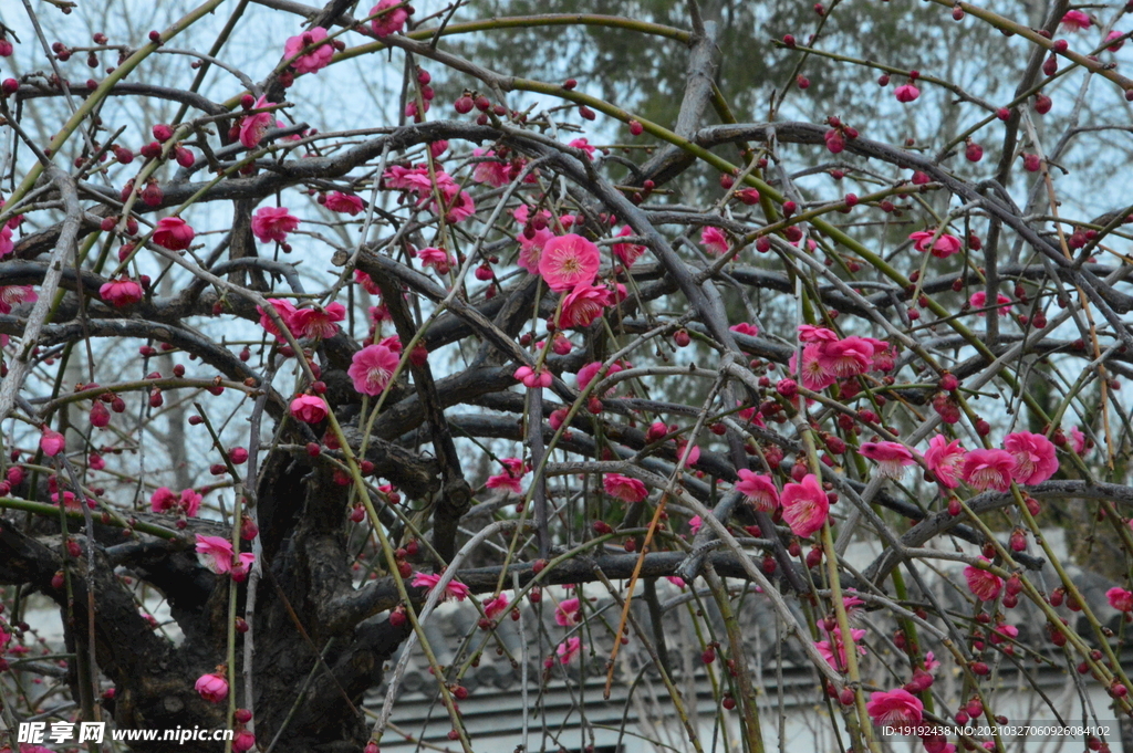 梅花