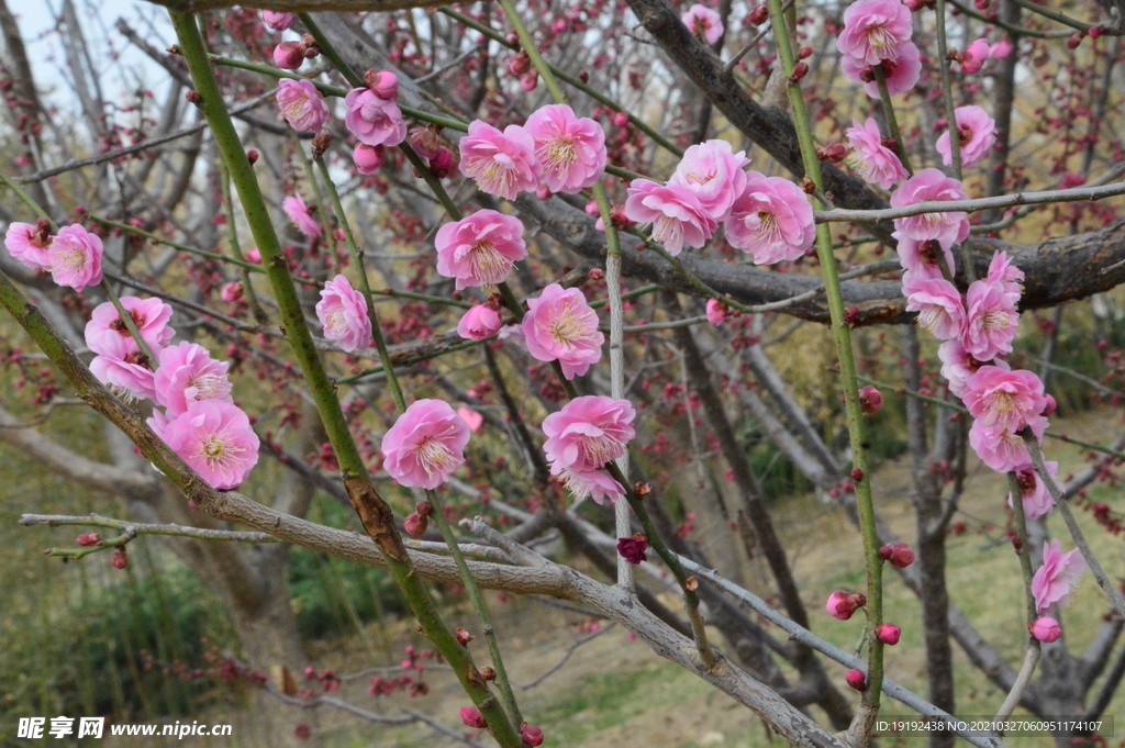梅花