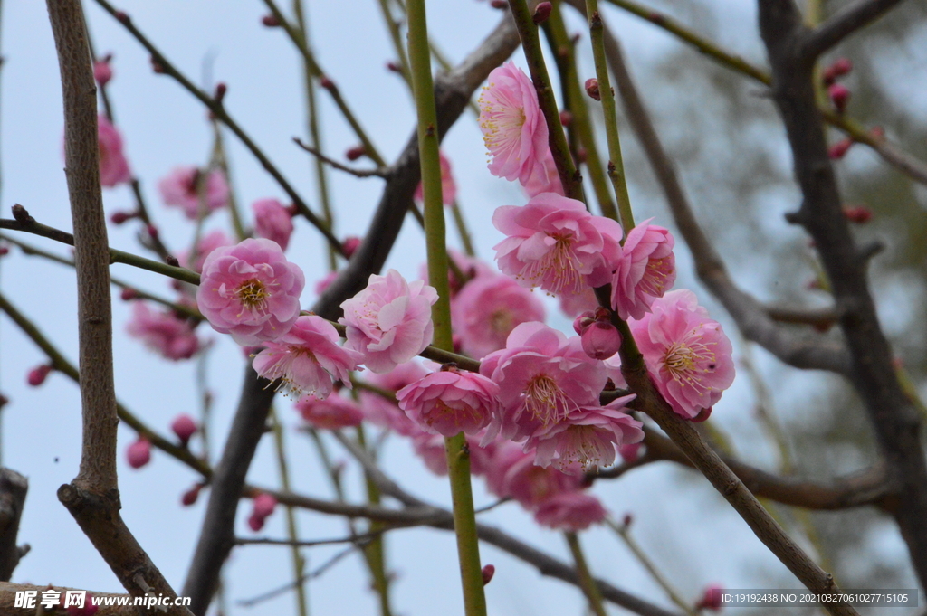 梅花