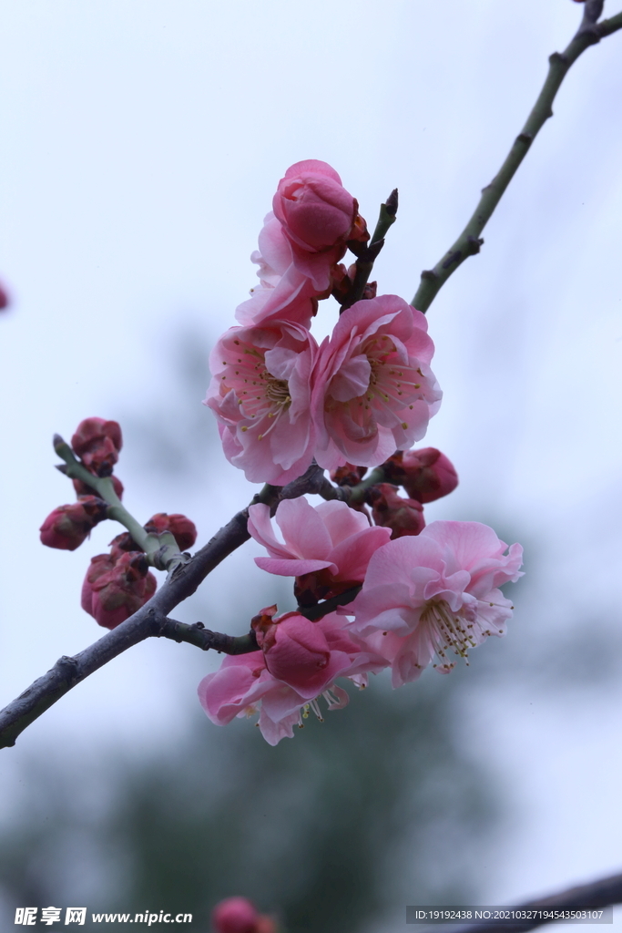 梅花