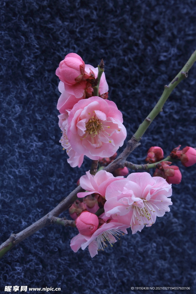梅花