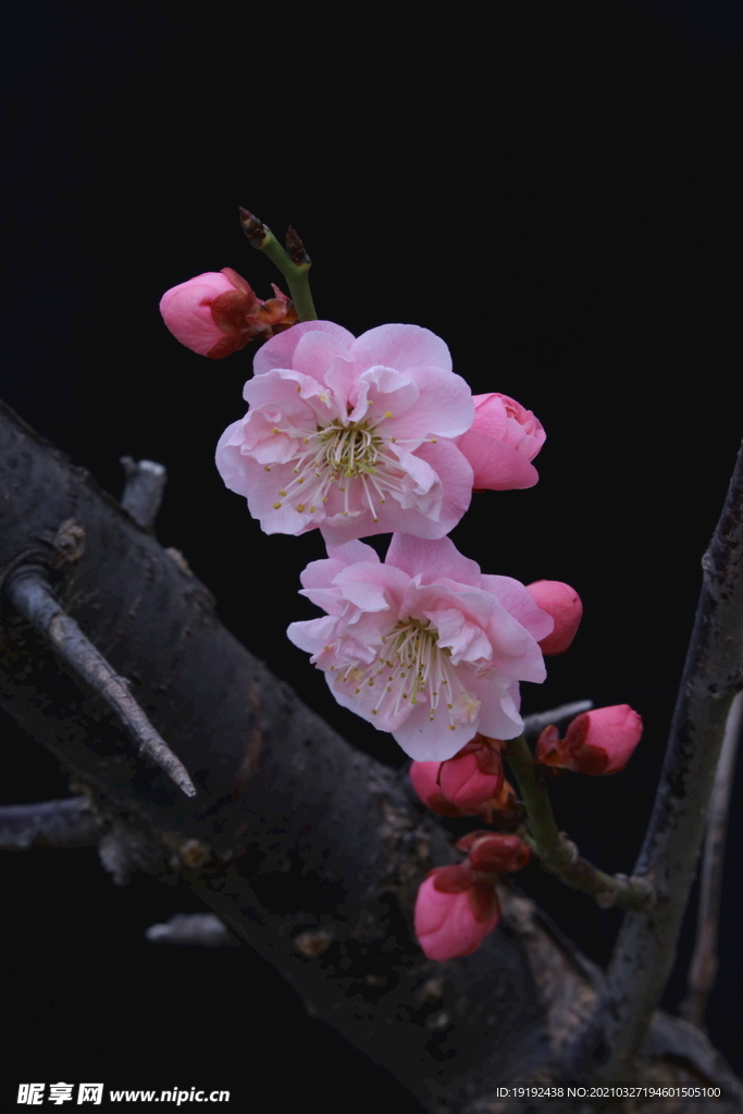 梅花