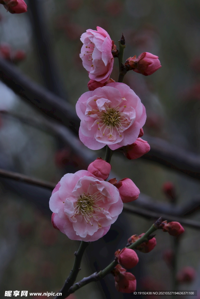 梅花