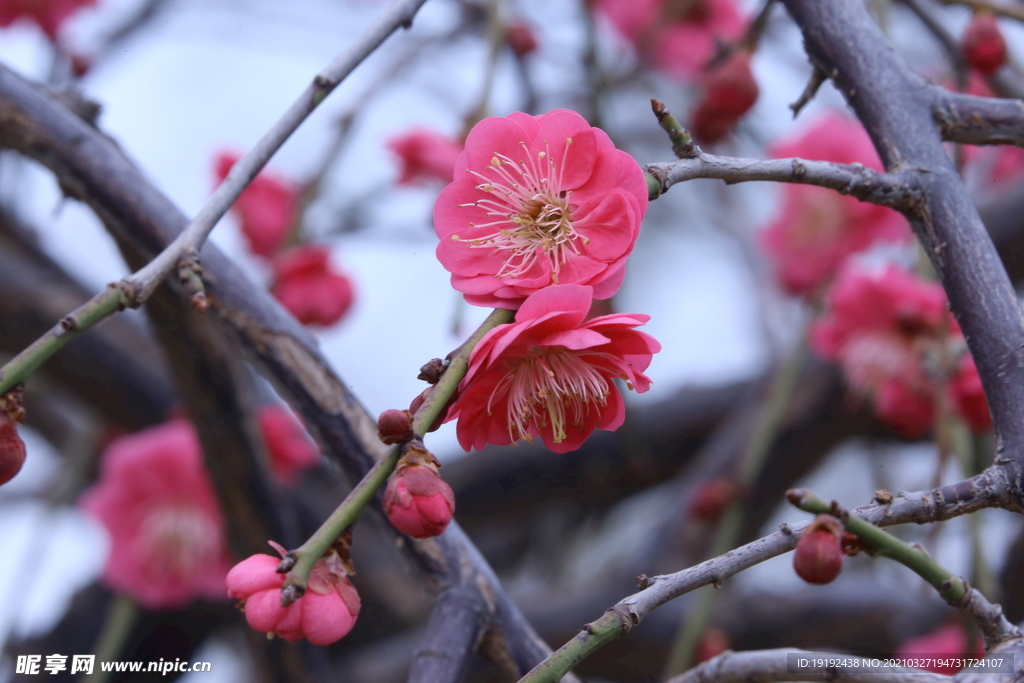 梅花