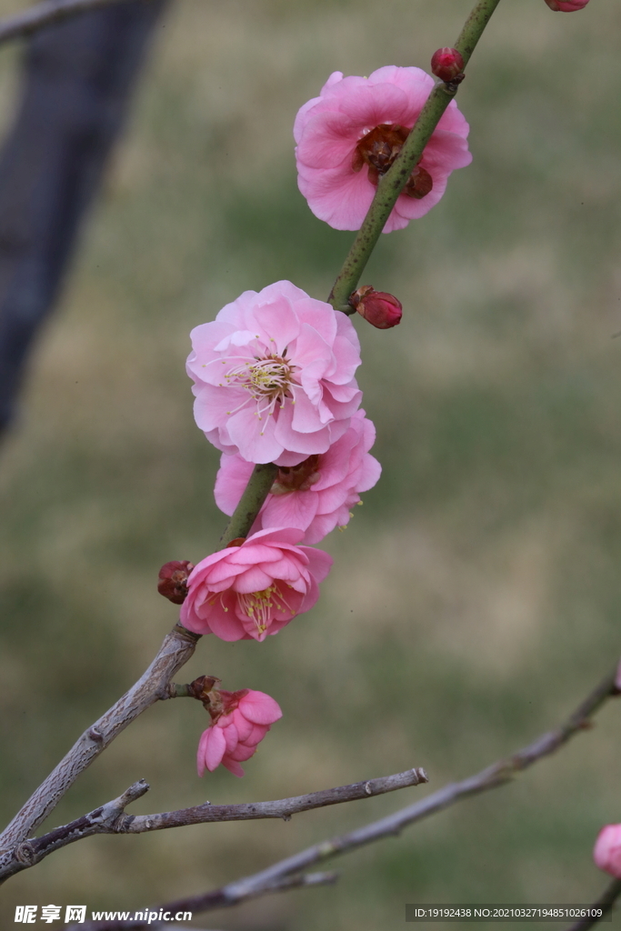 梅花