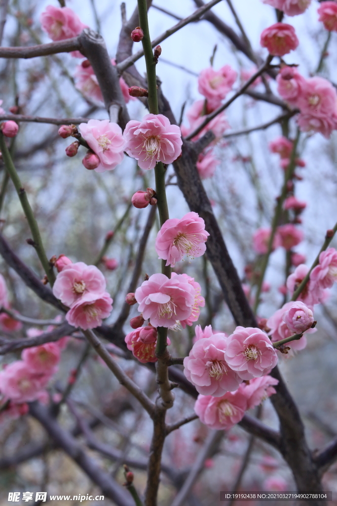 梅花
