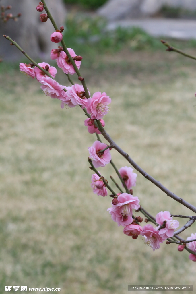 梅花