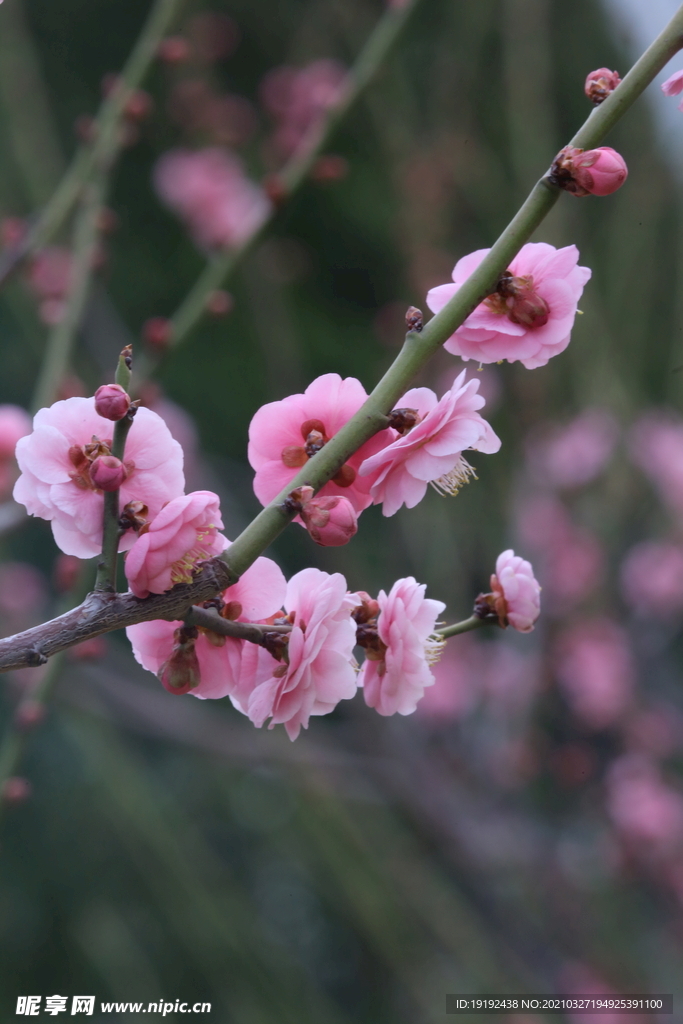 梅花