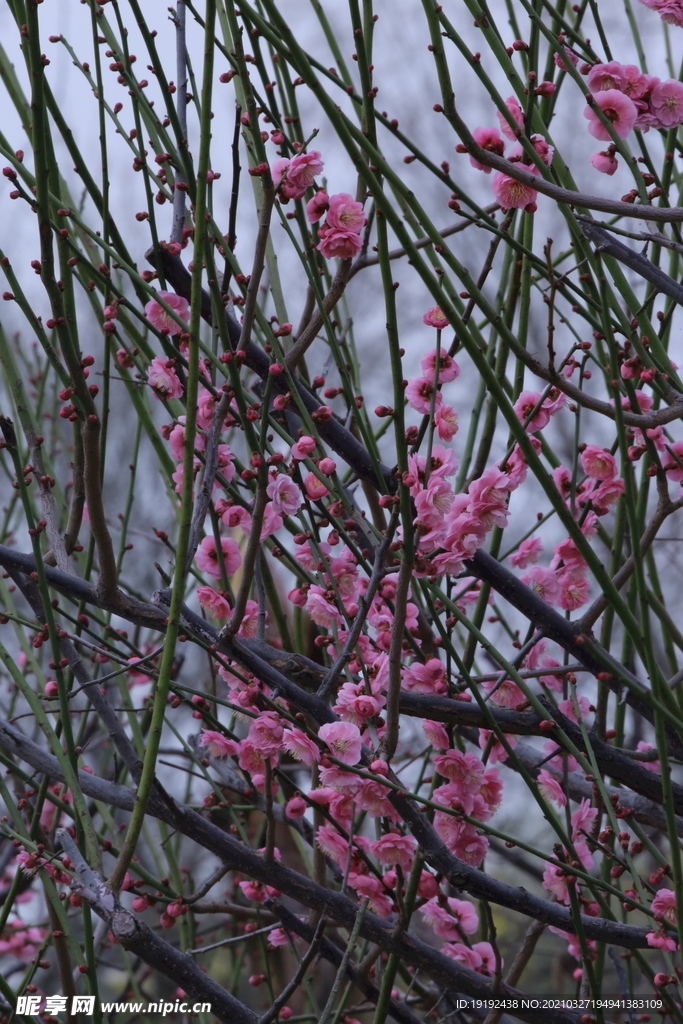 梅花