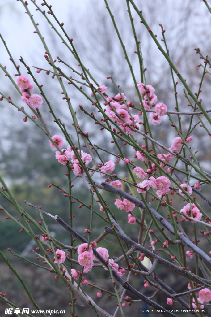 梅花