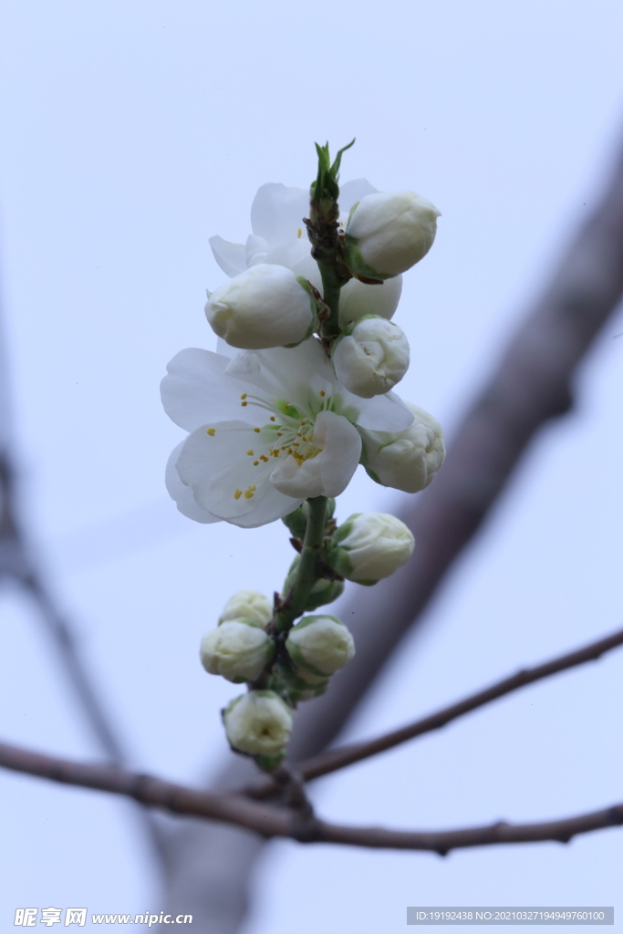 碧桃花儿