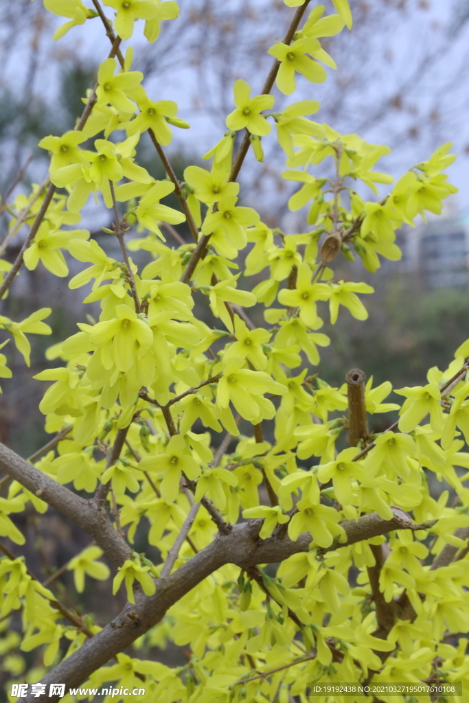 连翘花儿