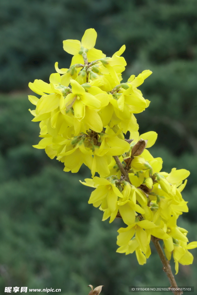 连翘花儿
