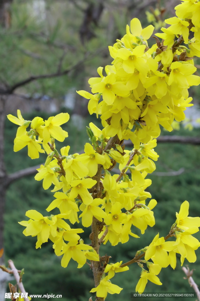 连翘花儿