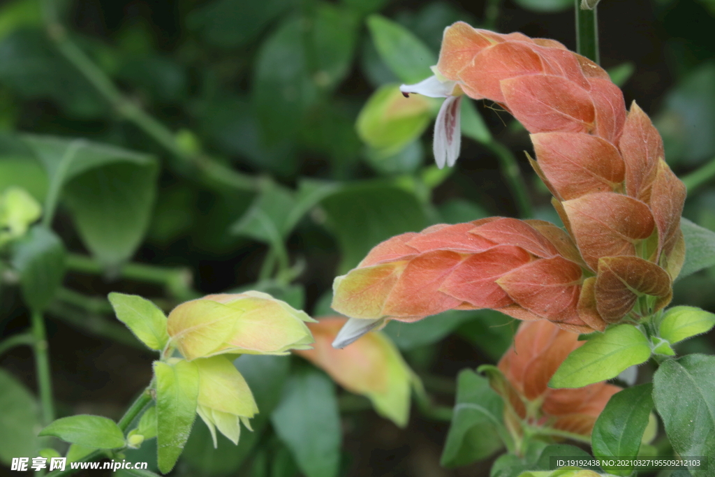 虾衣花